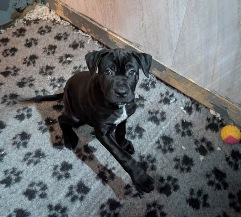 Cane corso puppies 