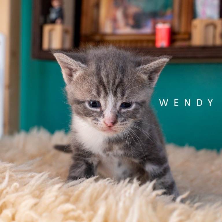 Beautiful Female Kitten – Please Read Before Enquiring