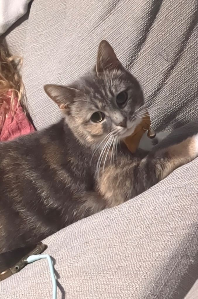Gorgeous female cat new home