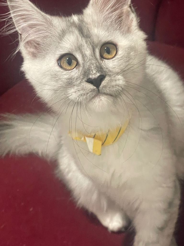 4 Maine coon kittens all female 