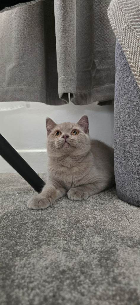 **Reduced**LAST BOY GCCF REGISTERED BRITISH SHORTHAIR KITTENS