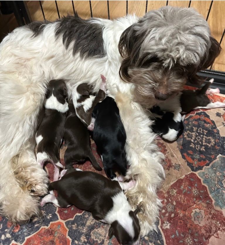 Puppies, Chinese crested powderpuff.