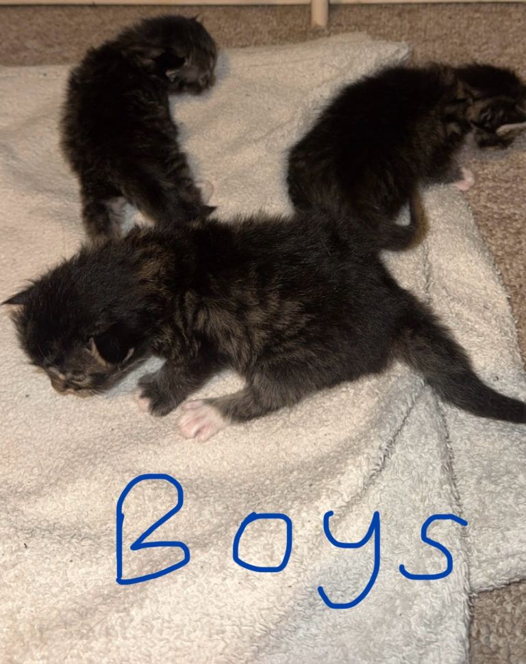 Fluffy cross bengal kittens 