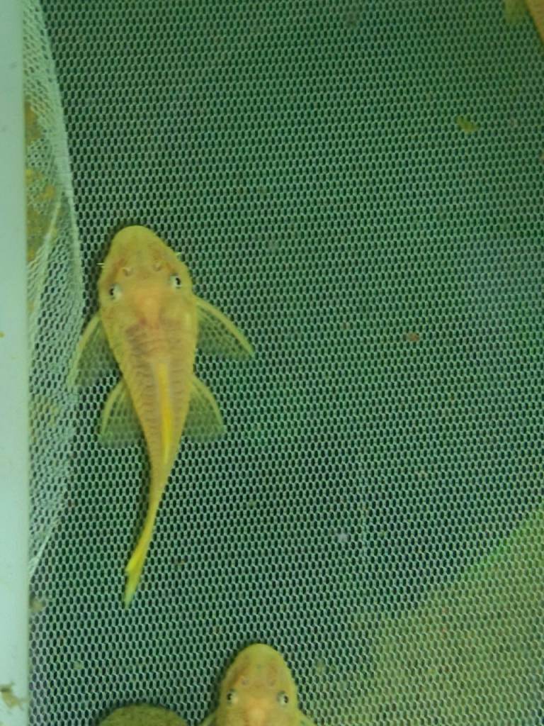 Lemon blue eyed plecos 3 months old