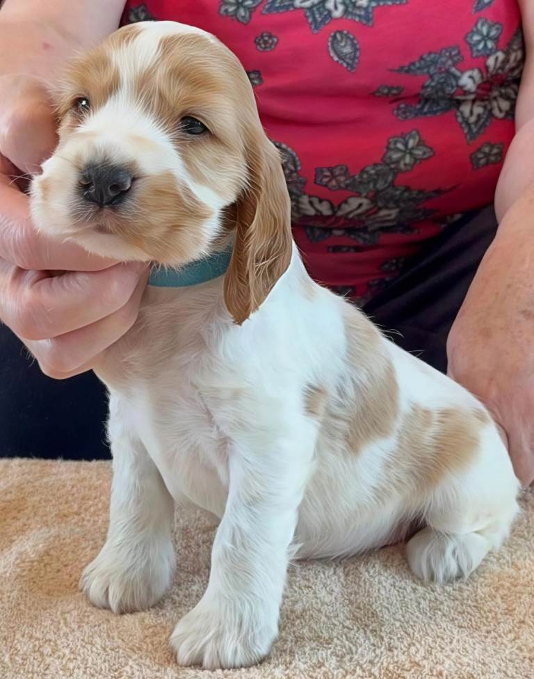 Kennel club registered parents