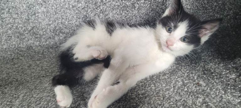 cute kittens are looking for their new home 