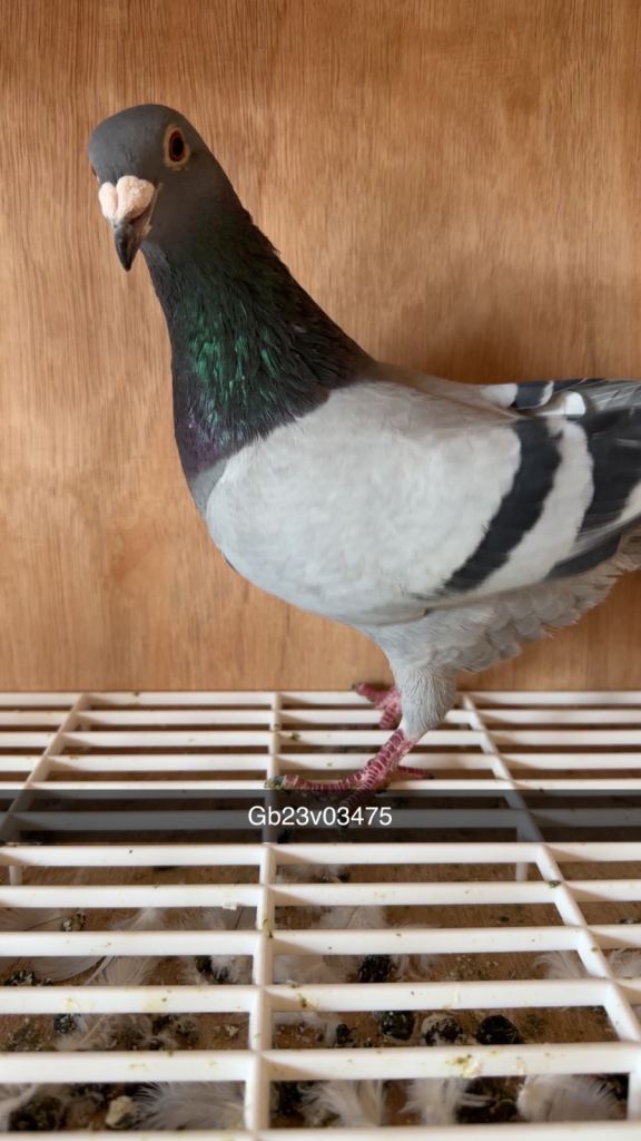 Racing pigeons for sale 