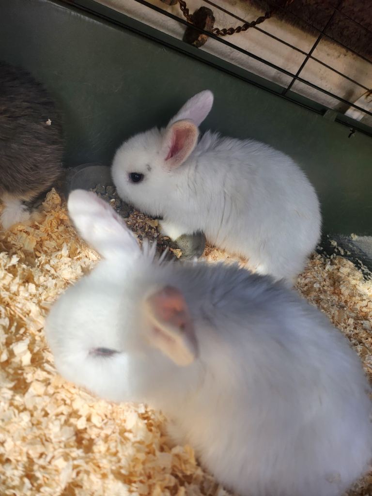 4 lovely lop bunnies 