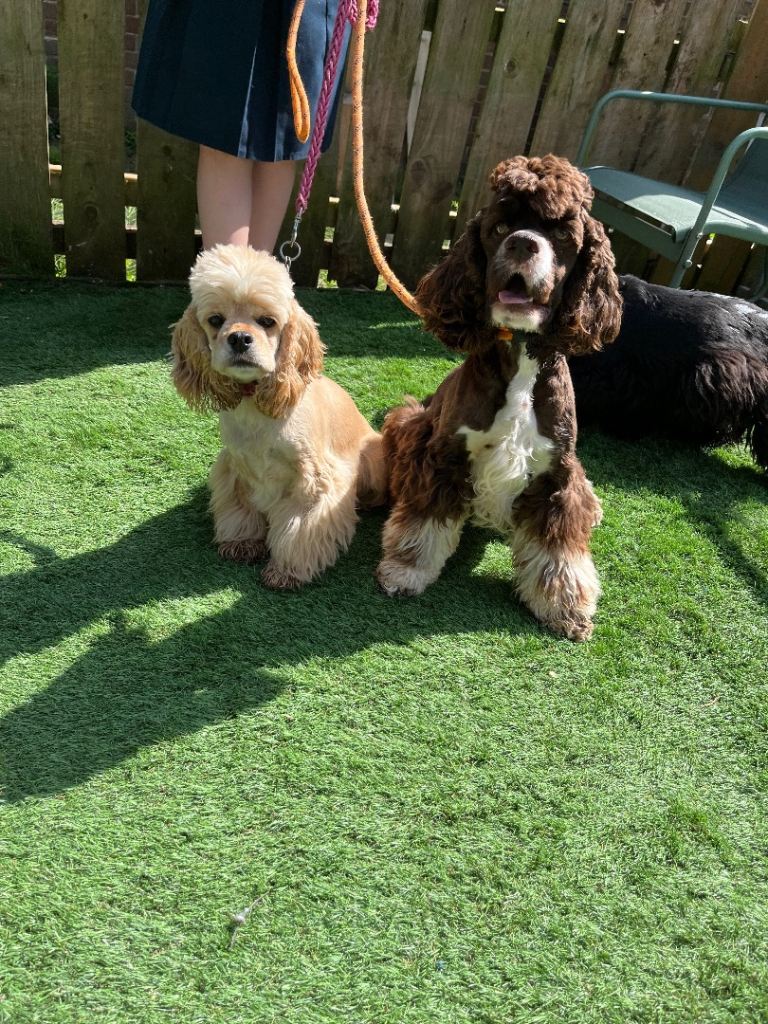American cocker spaniel pups 9weeks old