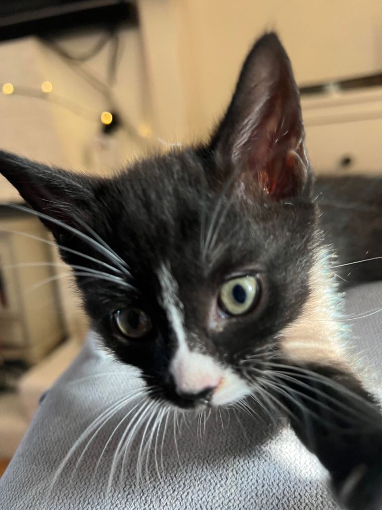 Beautiful kittens, tuxedo, cow cats & black kittens 