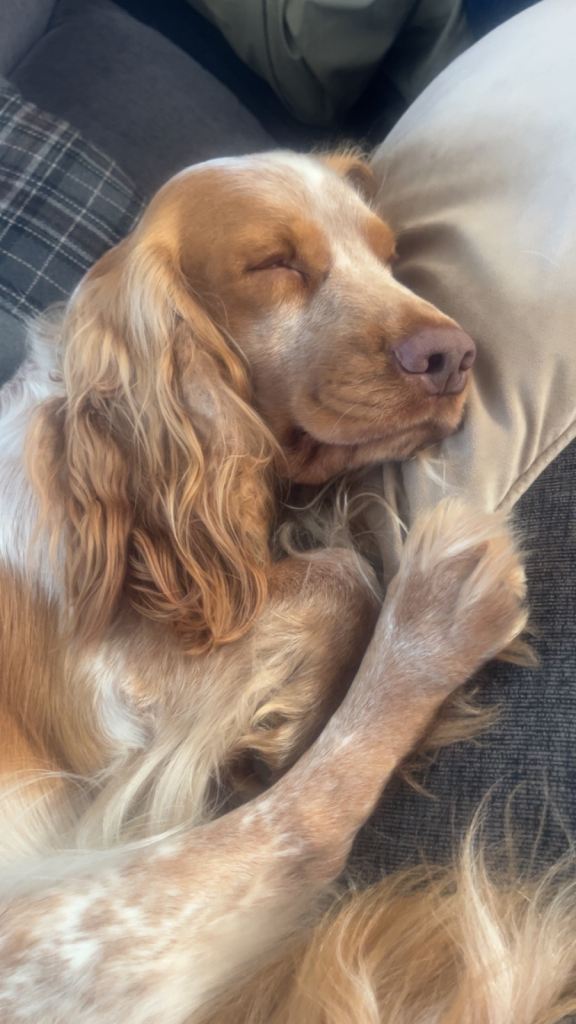 Cocker spaniel puppies 