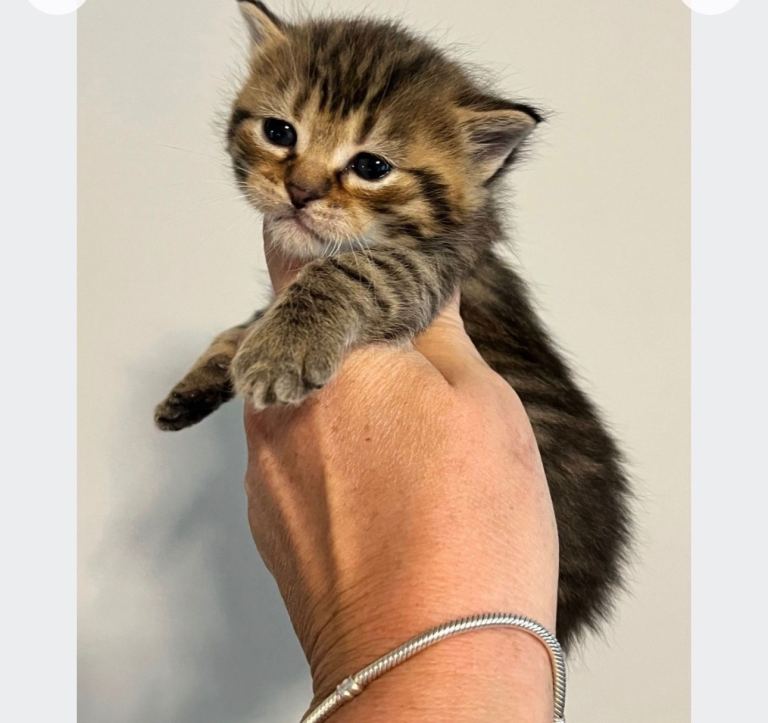 Maine coon kittens 