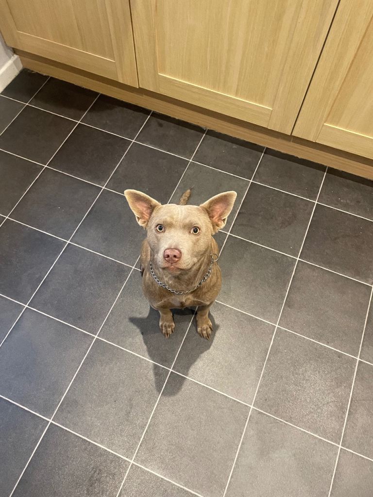 Thai ridgeback cross for new home 