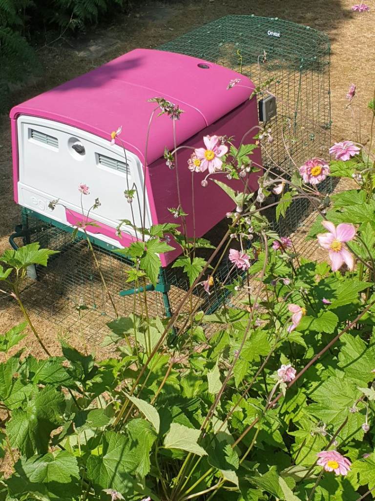 Chicken coop Omlet Eglu Cube Mk2