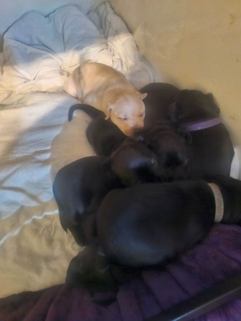 Patterdale X Puppies 