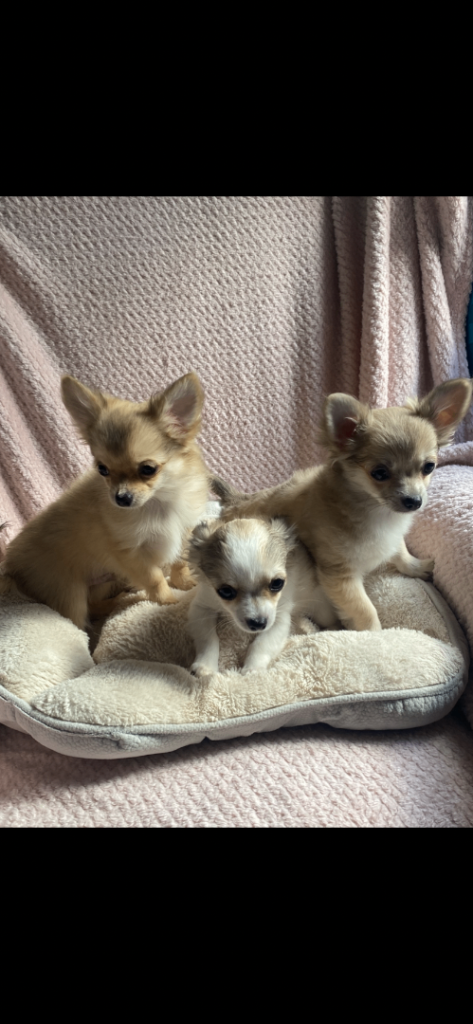 Lovely chihuahua puppies with fluffy long coats. 