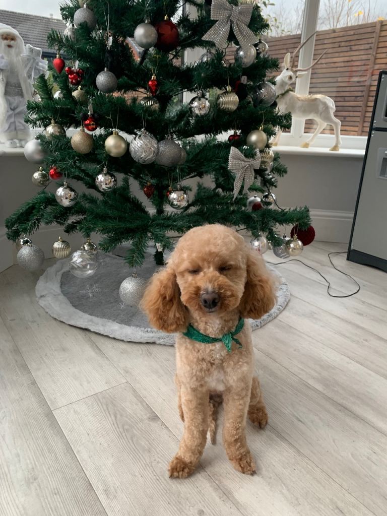 Our Dog Daisy for sale 