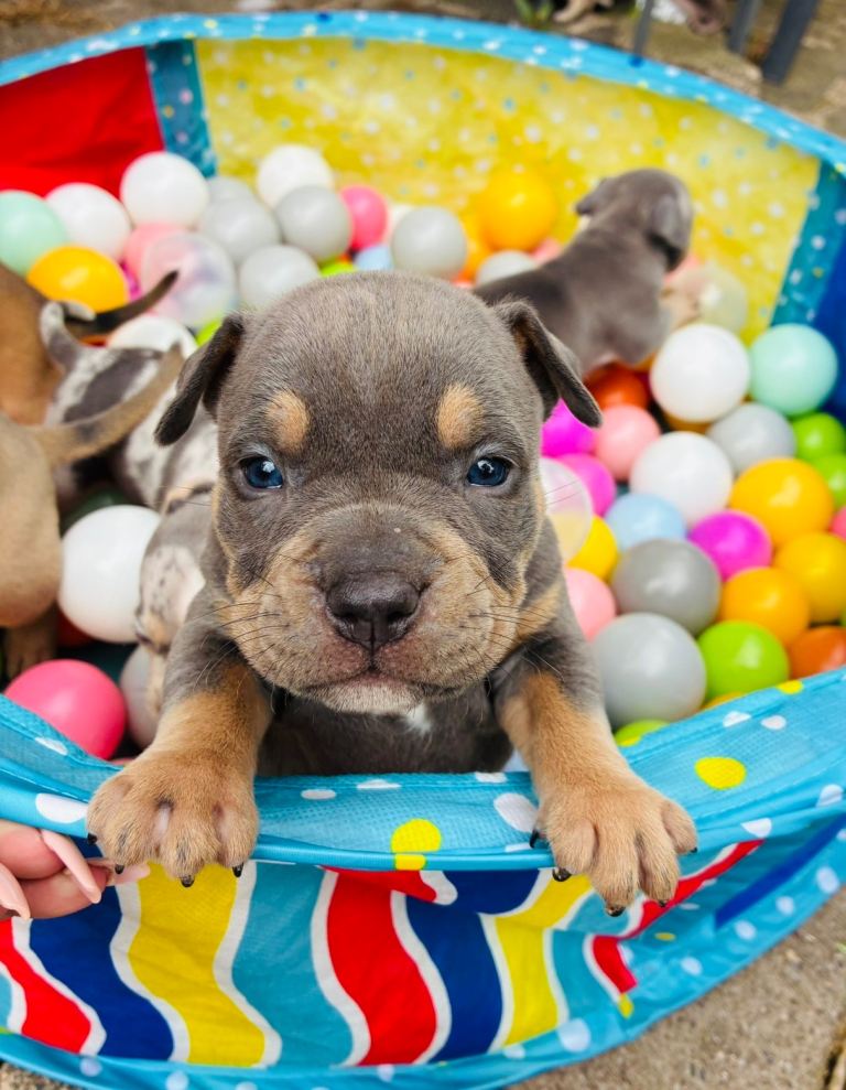 Chunky pocket bully pups 