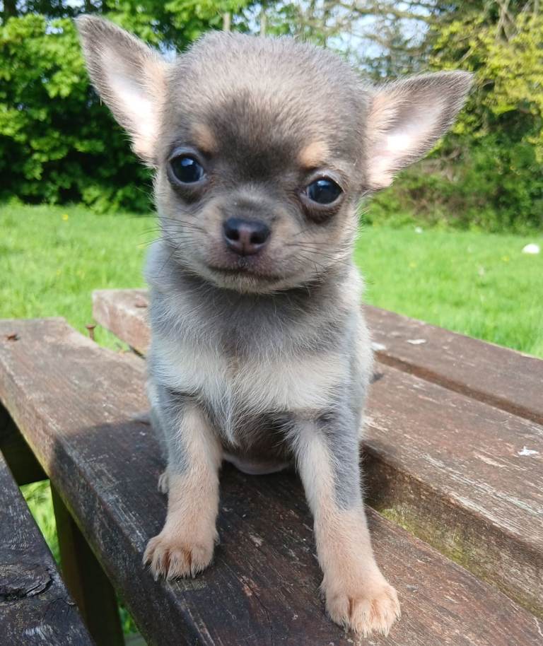 Chihuahua