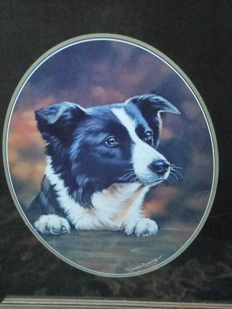 REDUCED. Picture. Border Collie. Sheep dog by Pollyanna Pickering 