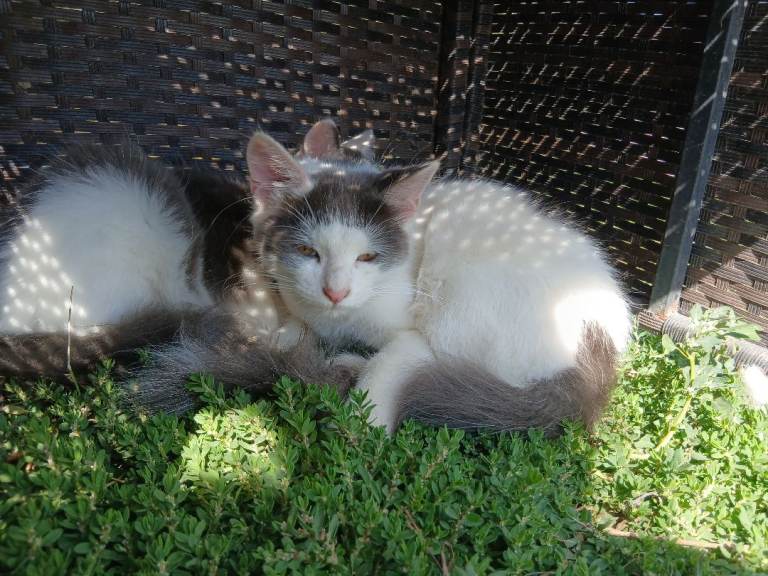 5 month old male kittens 