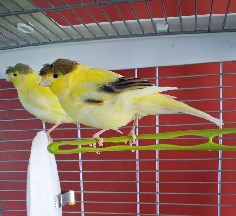 Crested gloster canaries for sale. £60 Each