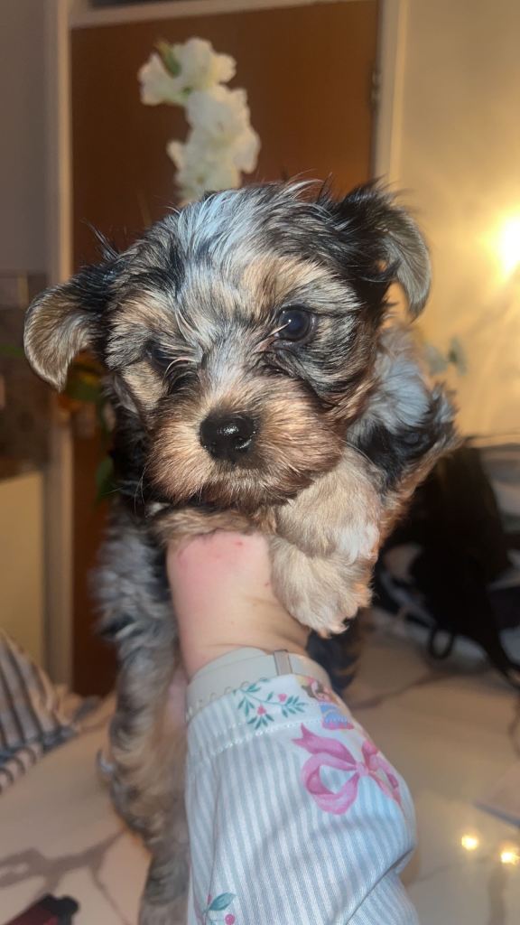 Yorkshire terrior (Merle) 