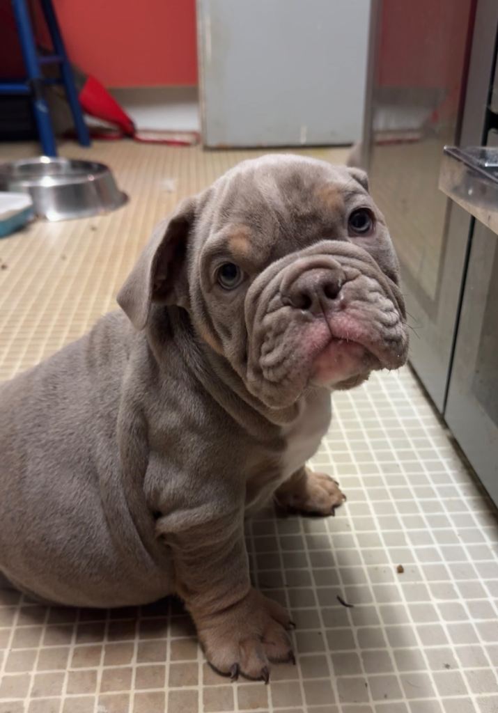 Kc reg English bulldogs 3 girls available 