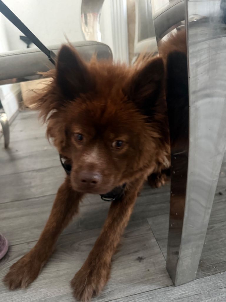 Cantonese red bear dog cross with frenchie