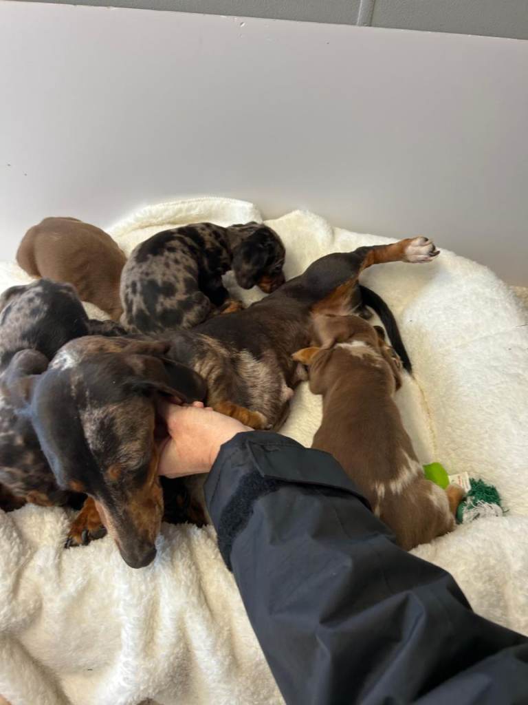 Dachshund 