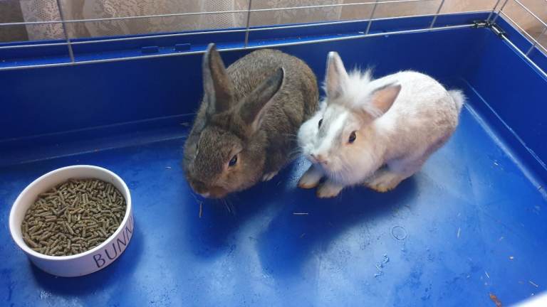2 adorable mixed rabbits 