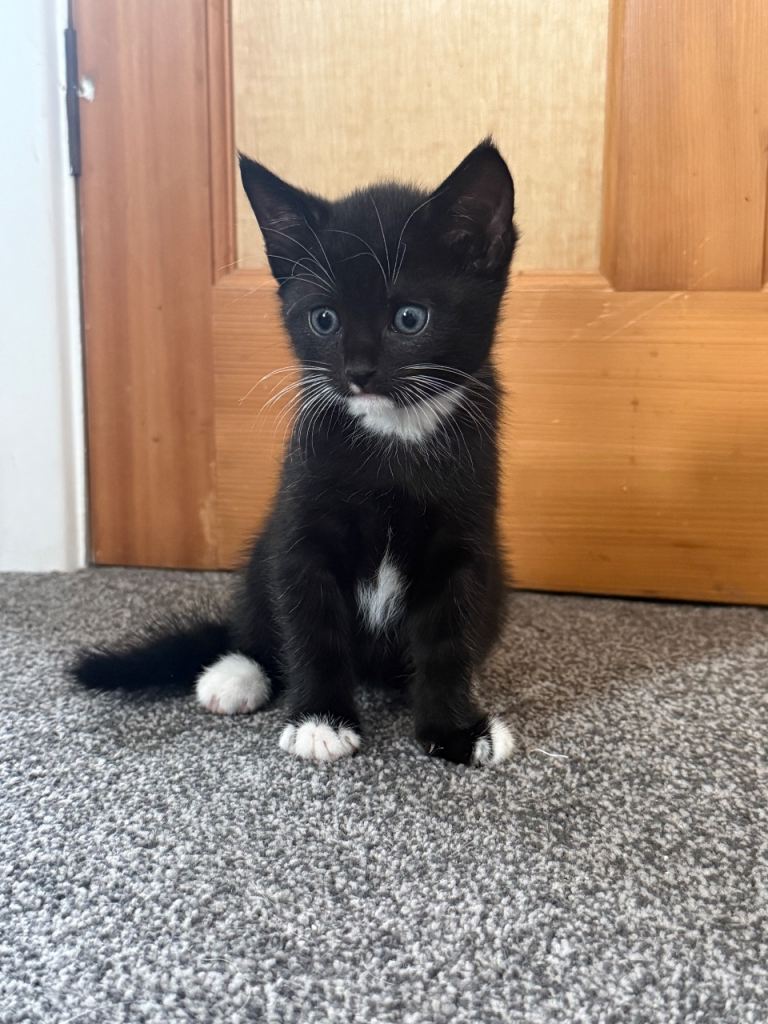 kittens