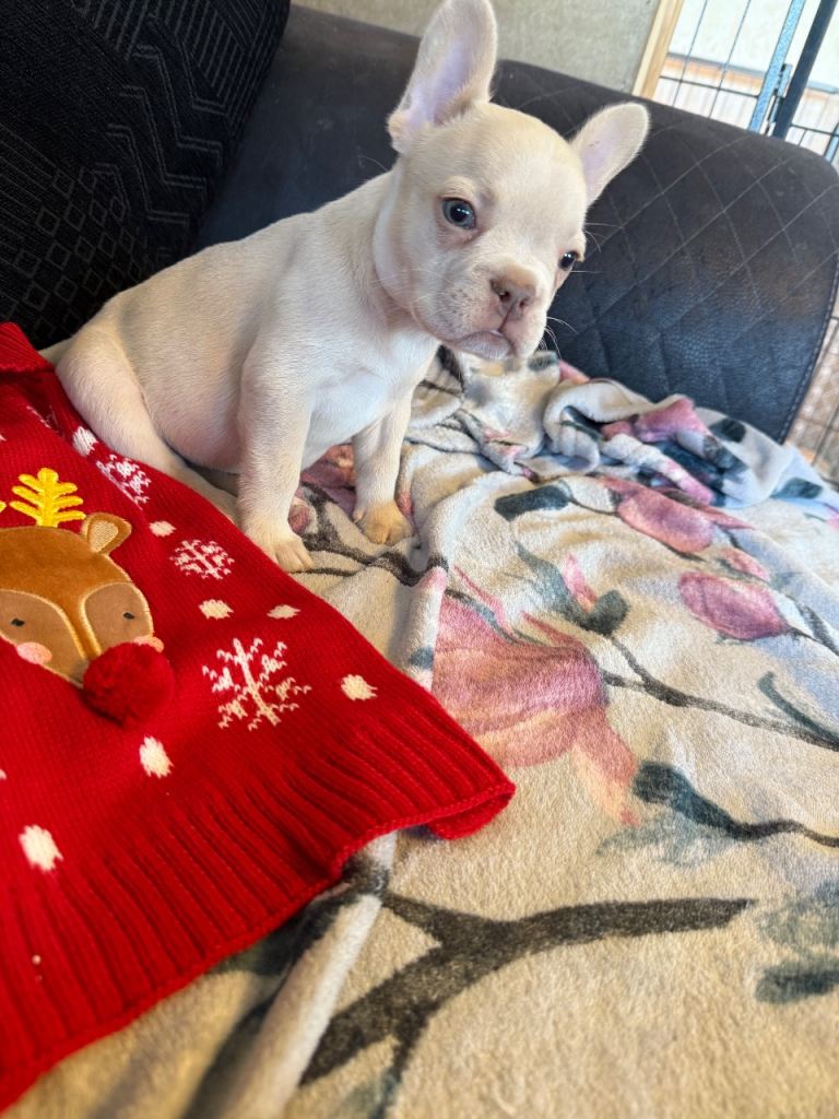 French bulldog puppies 