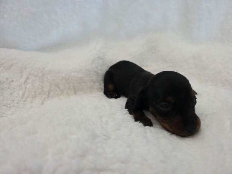 Miniature dachshund 