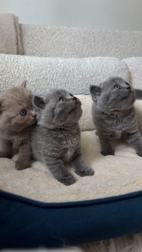 Blue 💙British shorthair kittens 