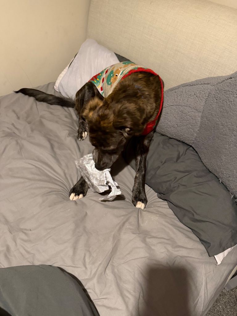 8 month mixed breed puppy 