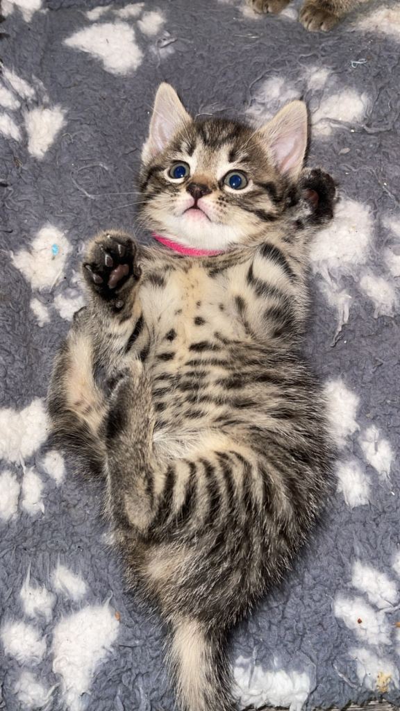 1 Female beautiful kitten left! Ready to leave today! 