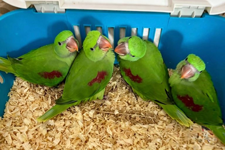 Hand Reared Silly Tame Talking. Alexandrian Adorable Babies  ..**2 LEFT*