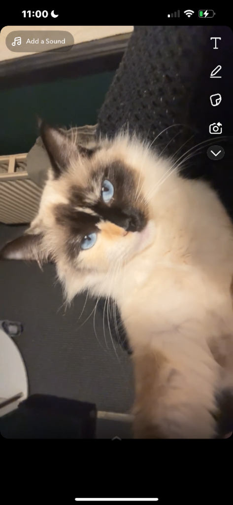 Beautiful female Ragdoll
