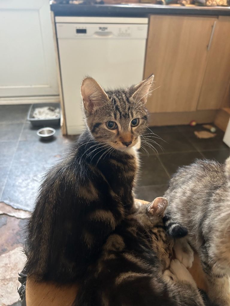 Kittens for sale 