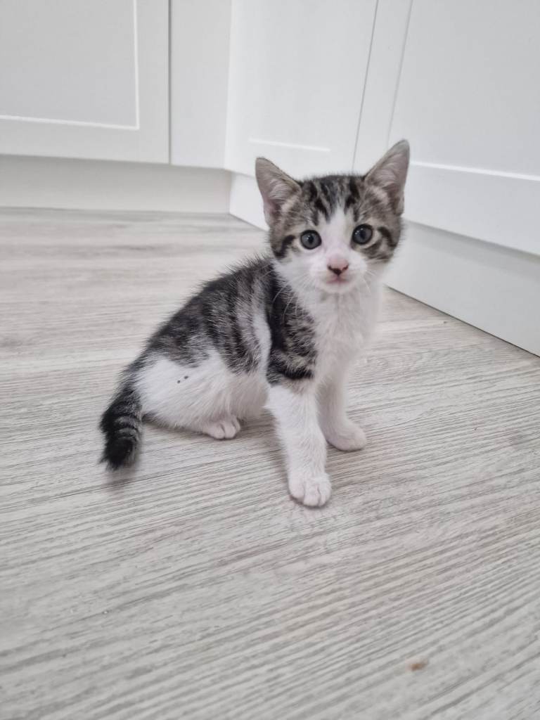 5 Kittens for sale