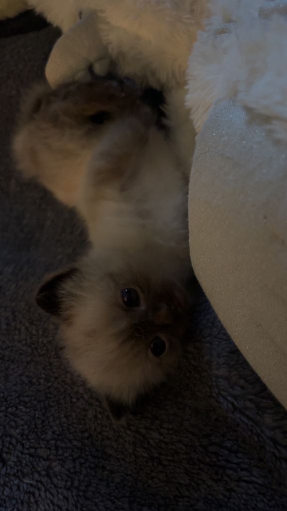 Adorable Ragdoll Kittens Looking for Forever Homes