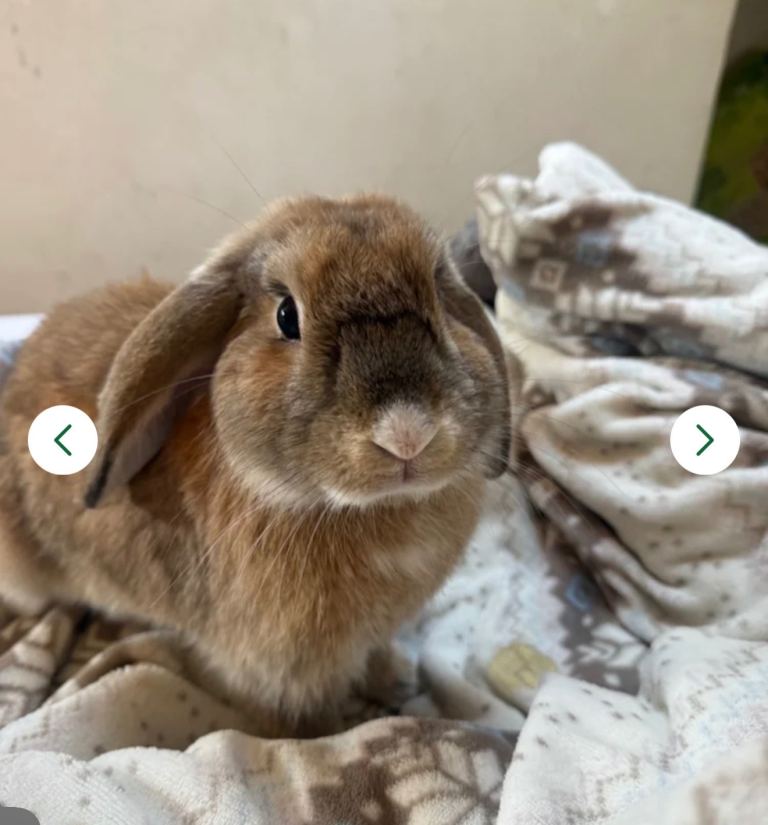 Male rabbit 7 months old.