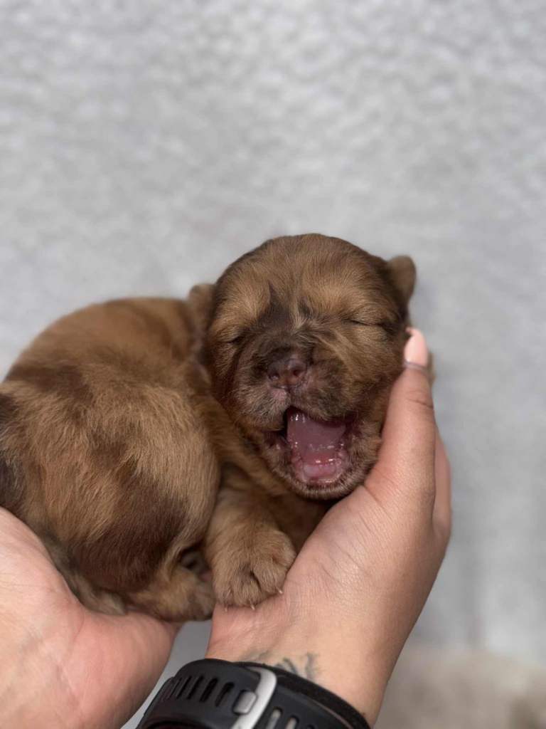 female chow chow 9-10 months old 