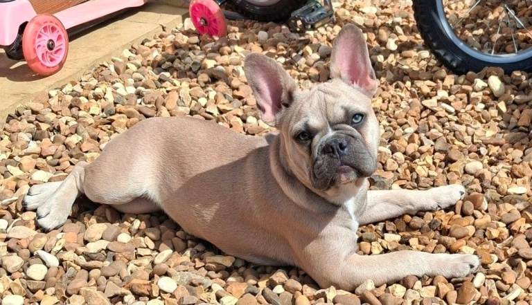 Puppy for sale 