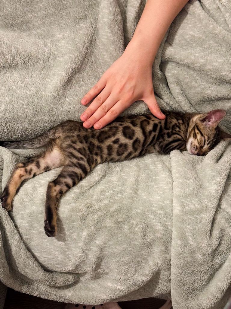Beautiful Female Bengal Kitten – Playful & Ready for Loving Home