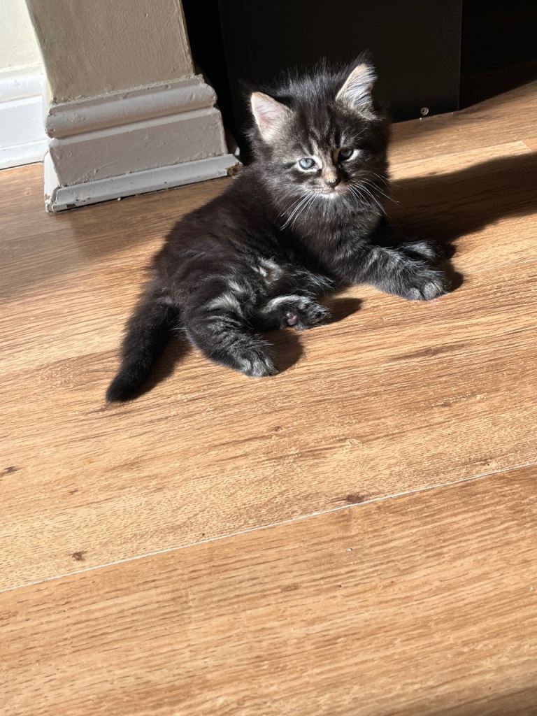  Healthy  Last 2 adorable Norwegian Kittens   