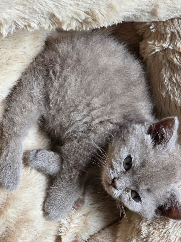Brittish shorthaired kittend