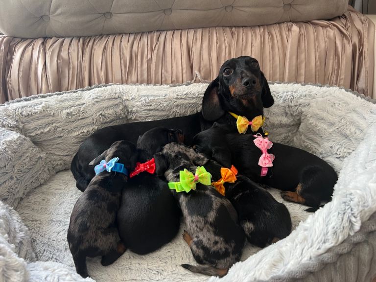 🐶5Miniature duschund puppies🐶