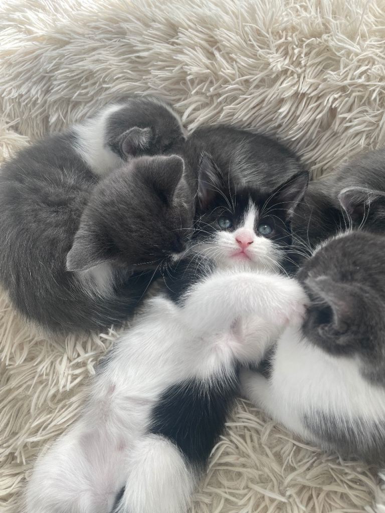 Quarter Maine coone bengal x kittens 